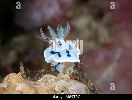 Willan's chromodoris nudibranch ( Chromodoris willani ) crawls on corals of Bali Stock Photo