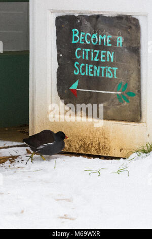 ZSL London Zoo, London, 1st March 2018. A common moorhen (Gallinula chloropus) appears to consider becoming a 'citizen scientist' to escape the cold. Whilst much of London is at a stand still during storm Emma, the animals at London zoo do not seem to mind a bit of snow and wind and appear to cope with the wintry temperatures much better than most Londoners. Credit: Imageplotter News and Sports/Alamy Live News Stock Photo