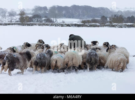 County Durham, UK. Thursday 1st March 2018. UK Weather. As the severe weather continues hungry sheep come running when the farmer arrives with their evening feed. Credit: David Forster/Alamy Live News Stock Photo