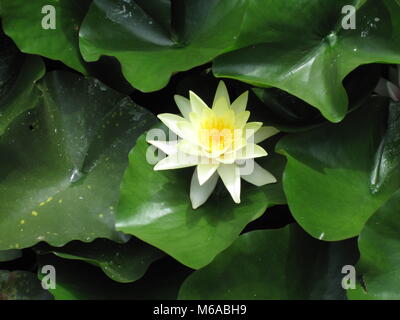 Flor de nenúfar no Jardim Botânico da Universidade do Porto Stock Photo