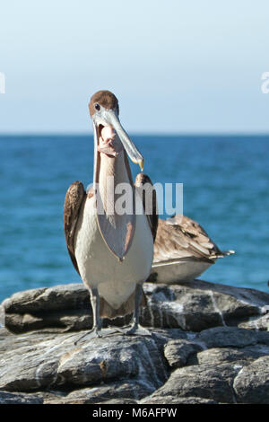 California Brown Pelican inflating air sac to display tongue at Punta Lobos in Baja California Mexico BCS Stock Photo