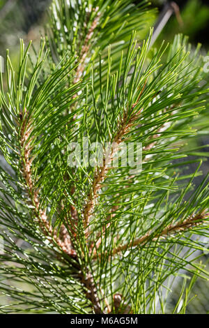 Manchurian red pine, Kinesisk tall (Pinus tabuliformis) Stock Photo