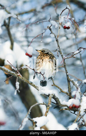 beautiful speckled thrush bird sitting on a branch with juicy berries of mountain ash in the garden