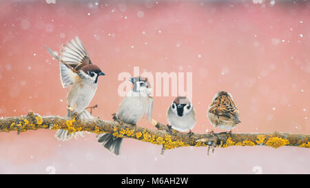 wicked funny little birds sparrows sitting on a branch in the Park and fight in the early spring Stock Photo