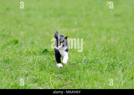 cute young cat running on a green juicy meadow