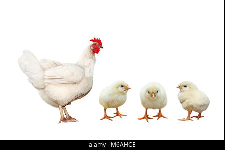 farm bird chicken hen and three little yellow chicken isolated on white background Stock Photo
