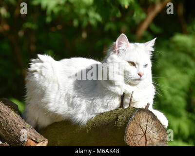 White cat with heterochromia iridis sitting on a log outdoor Stock Photo