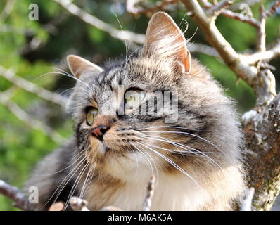 Closeup on the face of a Norwegian forest cat sitting in a tree Stock Photo