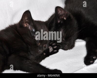 Two black kittens sleeping together on a white carpet Stock Photo