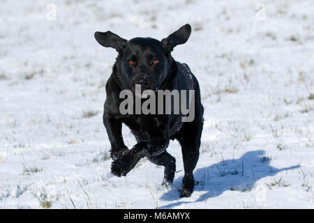 Black Labrador Retriever (Canis lupus familiaris), male dog runs in snow, Germany Stock Photo