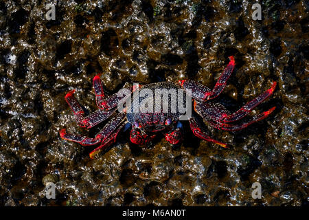 Red rock crab (Grapsus adscensionis) on wet rock, La Gomera, Canary Islands, Spain Stock Photo