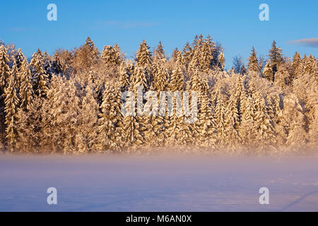 Snowy forest edge in the morning light, Geretsried, Upper Bavaria, Bavaria, Germany Stock Photo