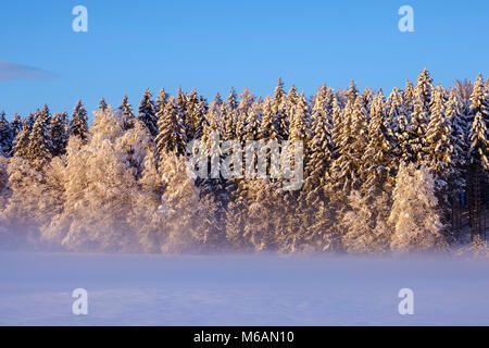 Snowy forest edge in the morning light, Geretsried, Upper Bavaria, Bavaria, Germany Stock Photo