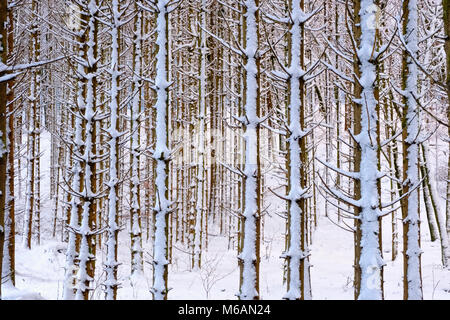 Tree trunks, snow-covered mixed forest, near Dietramszell, Upper Bavaria, Bavaria, Germany Stock Photo