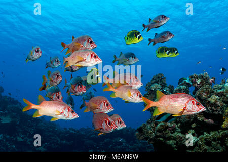 Diver observes swarm Sabre squirrelfish (Sargocentron spiniferum), together with Raccoon butterflyfishn (Chaetodon lunula) Stock Photo