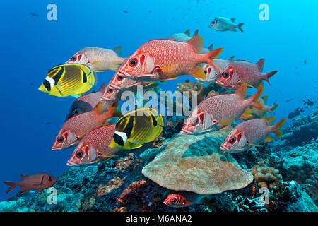 Swarm Sabre squirrelfish (Sargocentron spiniferum), together with Raccoon butterflyfishn (Chaetodon lunula), Pacific Ocean Stock Photo