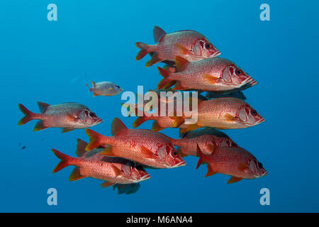 Swarm Sabre squirrelfishes (Sargocentron spiniferum), Pacific, French Polynesia Stock Photo