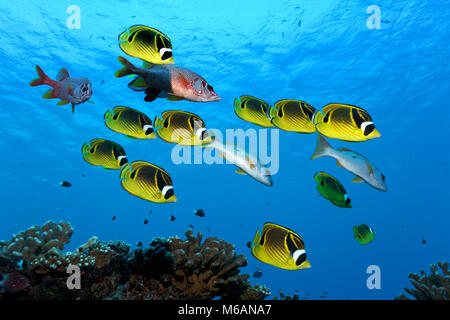 Swarm Raccoon butterflyfish (Chaetodon lunula), yellow, together with Sabre squirrelfishesn (Sargocentron spiniferumn), red Stock Photo