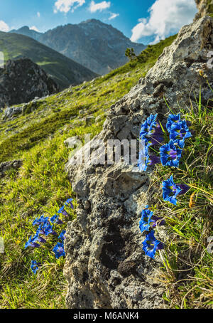 Gentian flowering in Monte Prena Stock Photo