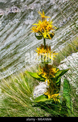 fioritura di genziana lutea sulla Majella Stock Photo