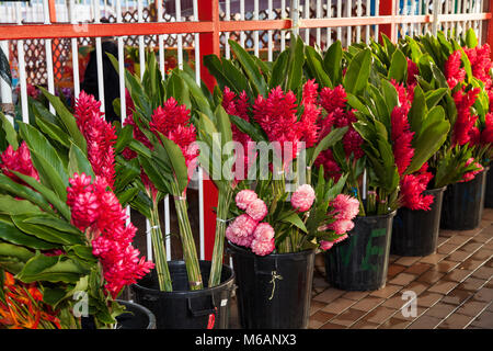Red ginger (Alpinia purpurata), Flowers for sale, Marketplace in Papeete, Tahiti, French Polynesia Stock Photo
