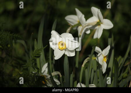 Daffodils growing in the spring Stock Photo