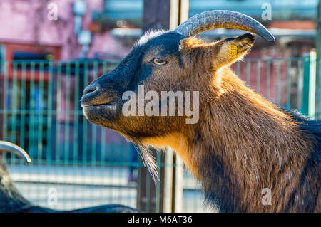 Included the large Brown goat in profile Stock Photo