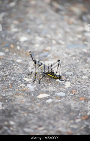 Close up of a grasshopper on a slab of concrete Stock Photo