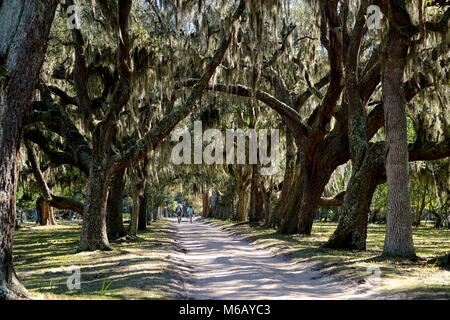 Southern live oaks (Quercus virginiana)draped with strands of Spanish moss (Tillandsia usneoides) on Cumberland Island, Georgia. Stock Photo