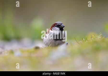 detailed front view natural male house sparrow (passer domesticus) in meadow Stock Photo