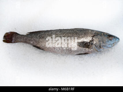 Creature Feature: Yellowfin Croaker – Marine Management News