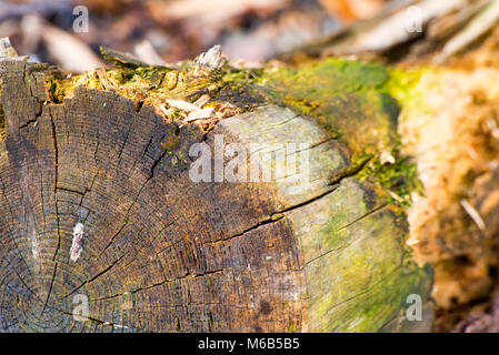 Driftwood at the beach Stock Photo