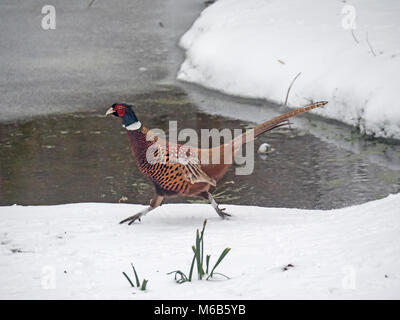 Male Pheasant Phasianus colchicus running in snow by frozen pond Stock Photo