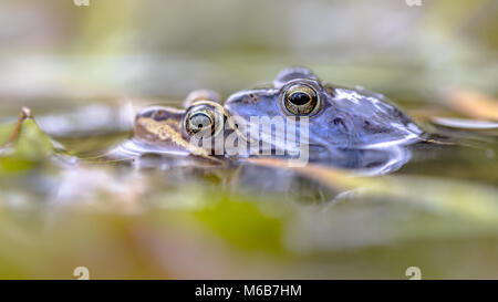 Moor frog (Rana arvalis) couple in amplexus mating position in the reproduction season submersed under water Stock Photo