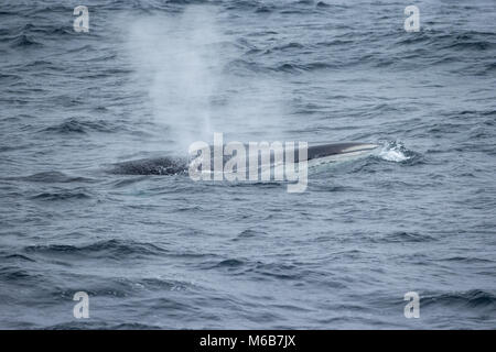 Fin Whale (Balaenoptera physalus) in Antarctica Stock Photo