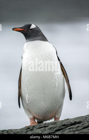 Gentoo Penguin (Pygoscelis papua) in Antarctica Stock Photo