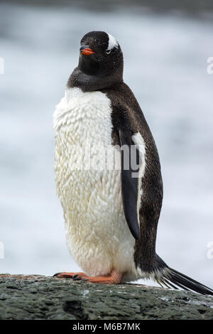 Gentoo Penguin (Pygoscelis papua) Stock Photo