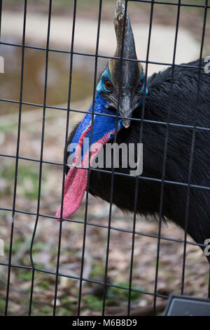 A single double-wattled cassowary pacing inside a pen Stock Photo - Alamy