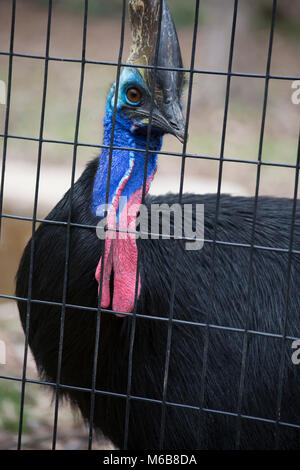 A single double-wattled cassowary pacing inside a pen Stock Photo - Alamy