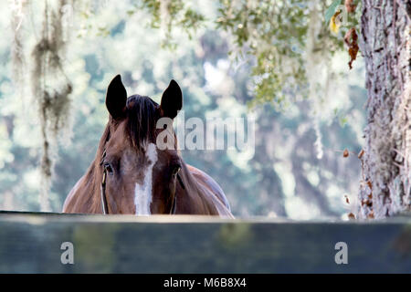 Brown horse looking inquisitivly over a fence at the camera in a Florida pasture. Stock Photo