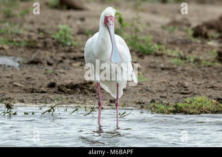 African spoonbill (Platalea alba) Lake Victoria, Queen Elizabeth National Park, Uganda, Africa Stock Photo