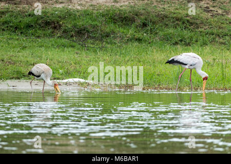 Juvenile (L) and adult Yellow-billed stork (Mycteria ibis), aka the wood stork or wood ibis, hunting,  Lake Victoria, Queen Elizabeth National Park, U Stock Photo