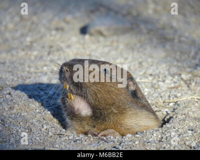 Botta's pocket gopher (Thomomys bottae) emerging from hole, Vizcaino ...