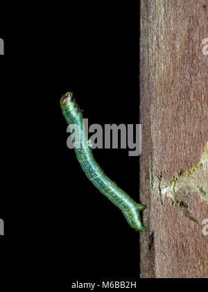 Metallic green/blue inchworm, macro photography Stock Photo