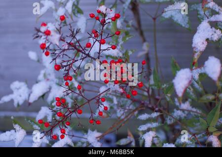 Heavenly bamboo (Nandina domestic) with a covering of snow on its leaves Stock Photo