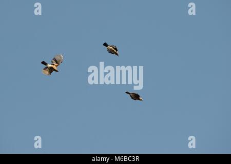 Garrulus glandarius, Eurasian Jays in flight, Wales, UK. Stock Photo