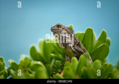 Green American Iguana Stock Photo