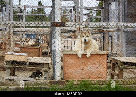 Alaskan Malamute dogs in cage, Fermont, Quebec, Canada Stock Photo