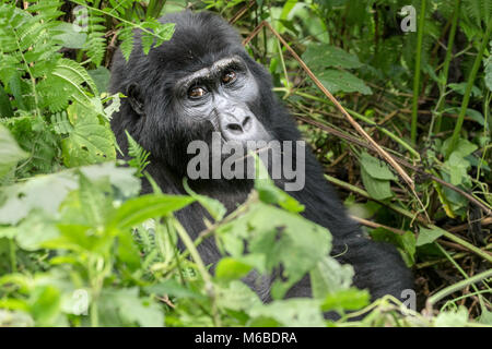 Mountain gorilla (Gorilla beringei beringei) is 1 of 2 subspecies of the eastern gorilla. Female in undergrowth. Bwindi Impenetrable Forest, Uganda Stock Photo