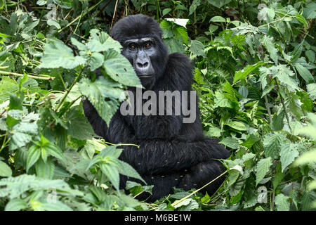 Mountain gorilla (Gorilla beringei beringei) is 1of 2 subspecies of the eastern gorilla. Adult female sitting Bwindi Impenetrable Forest Uganda Stock Photo